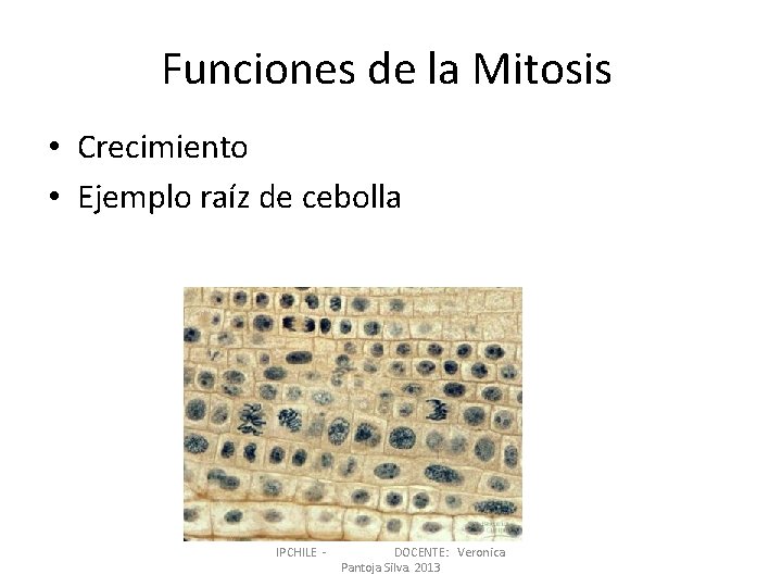 Funciones de la Mitosis • Crecimiento • Ejemplo raíz de cebolla IPCHILE - DOCENTE: