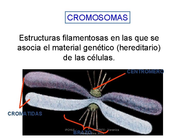 CROMOSOMAS Estructuras filamentosas en las que se asocia el material genético (hereditario) de las