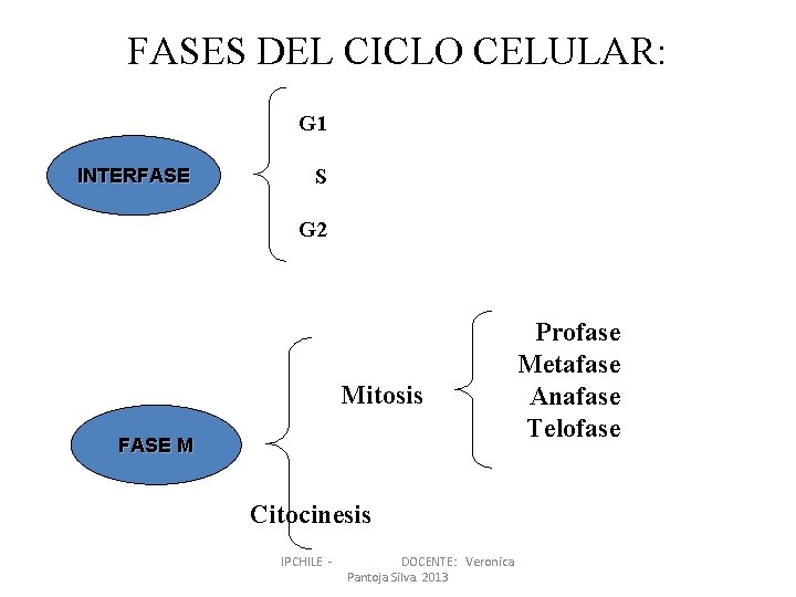 FASES DEL CICLO CELULAR: G 1 INTERFASE S G 2 Mitosis FASE M Citocinesis
