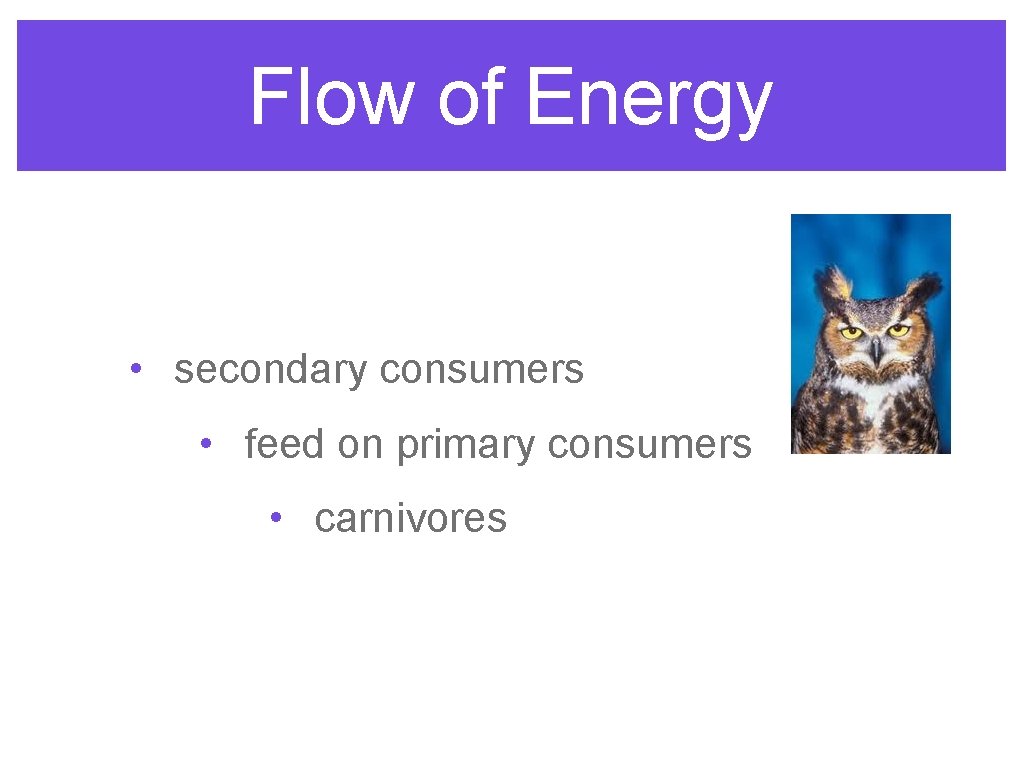 Flow of Energy • secondary consumers • feed on primary consumers • carnivores 