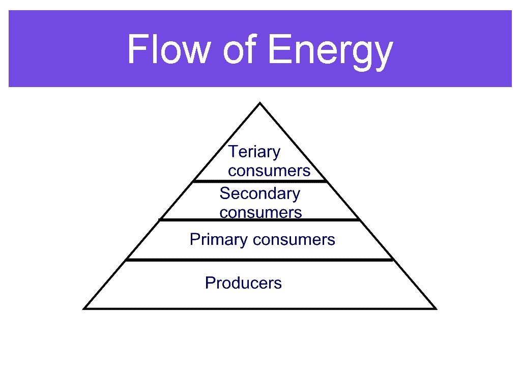 Flow of Energy 