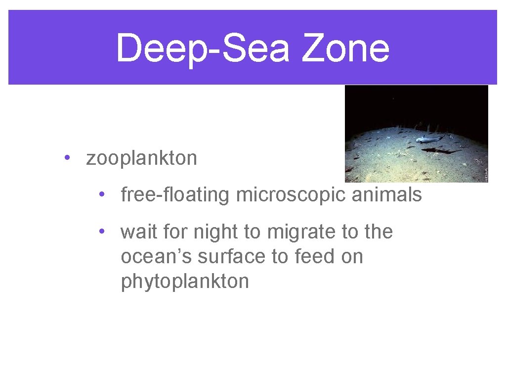 Deep-Sea Zone • zooplankton • free-floating microscopic animals • wait for night to migrate