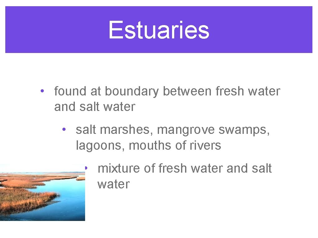 Estuaries • found at boundary between fresh water and salt water • salt marshes,