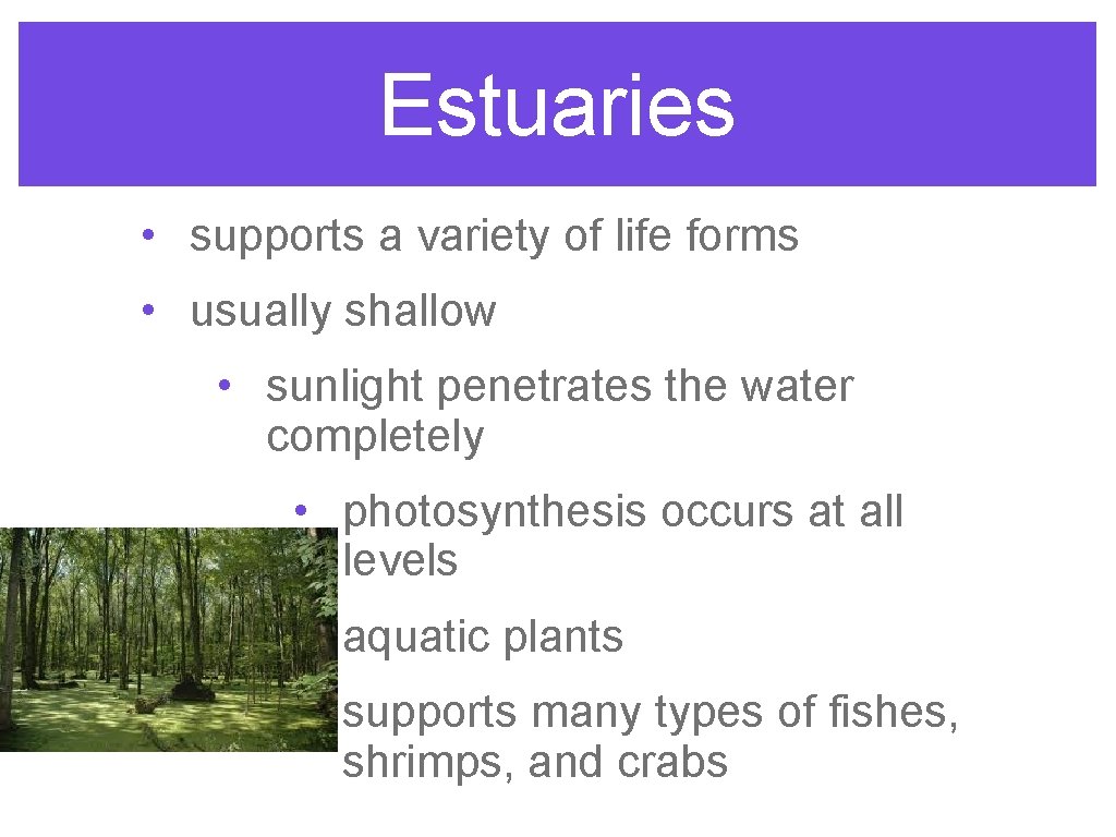 Estuaries • supports a variety of life forms • usually shallow • sunlight penetrates