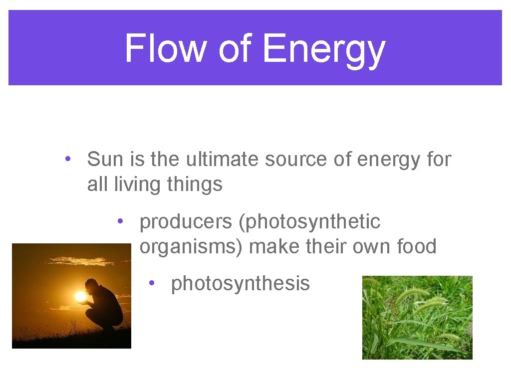 Flow of Energy • Sun is the ultimate source of energy for all living