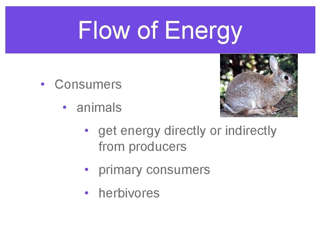 Flow of Energy • Consumers • animals • get energy directly or indirectly from