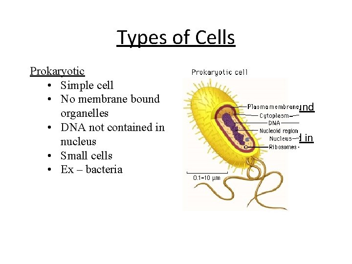Types of Cells Prokaryotic • Simple cell • No membrane bound organelles • DNA