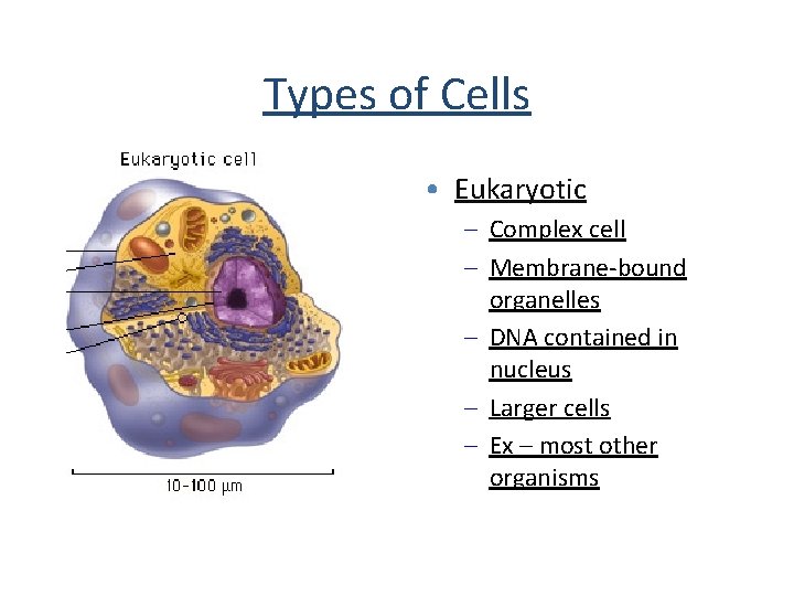 Types of Cells • Eukaryotic – Complex cell – Membrane-bound organelles – DNA contained