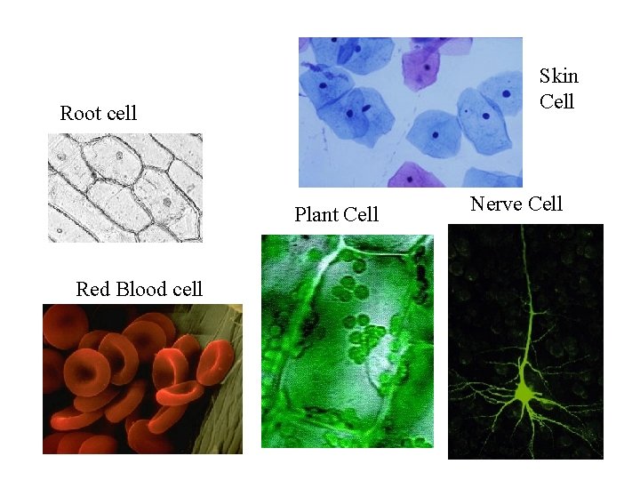 Skin Cell Root cell Plant Cell Red Blood cell Nerve Cell 