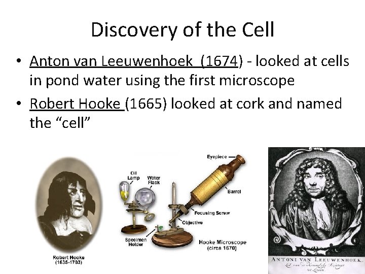 Discovery of the Cell • Anton van Leeuwenhoek (1674) - looked at cells in