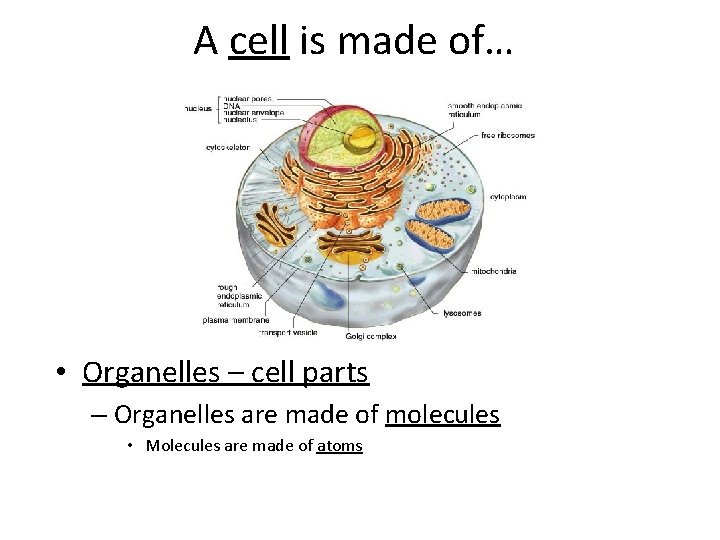 A cell is made of… • Organelles – cell parts – Organelles are made