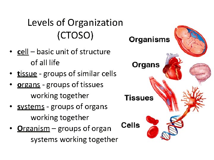 Levels of Organization (CTOSO) • cell – basic unit of structure of all life