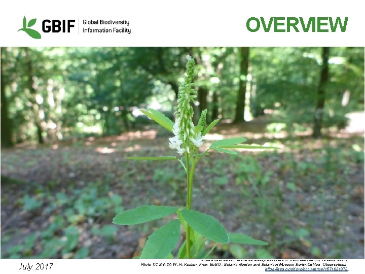 OVERVIEW July 2017 White sweet clover (Melilotus albus), observed in Wannsee, Berlin, 18 June