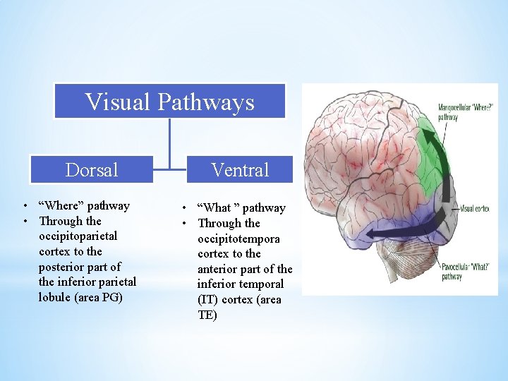 Visual Pathways Dorsal • “Where” pathway • Through the occipitoparietal cortex to the posterior Visual Pathways Dorsal • “Where” pathway • Through the occipitoparietal cortex to the posterior