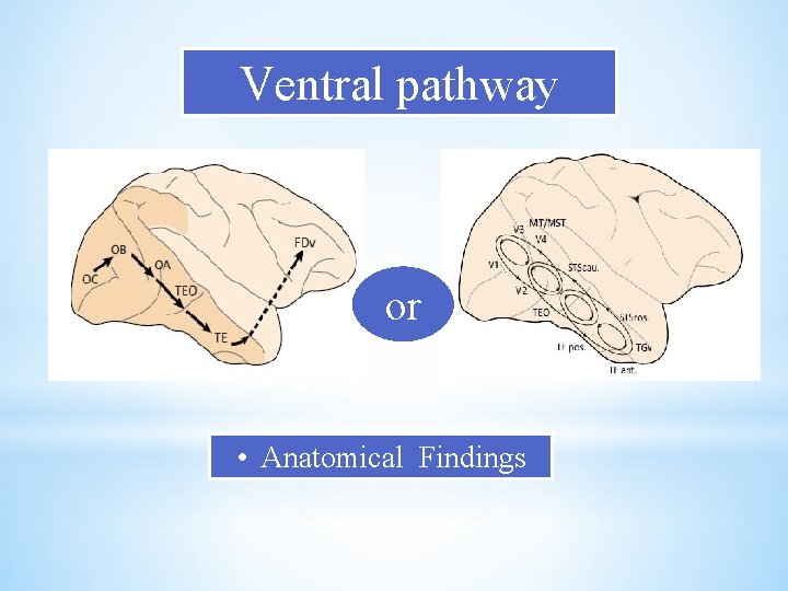 Ventral pathway VS or • Anatomical Findings Ventral pathway VS or • Anatomical Findings