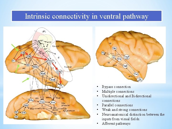 Intrinsic connectivity in ventral pathway • • Bypass connection Multiple connections Unidirectional and Bidirectional Intrinsic connectivity in ventral pathway • • Bypass connection Multiple connections Unidirectional and Bidirectional