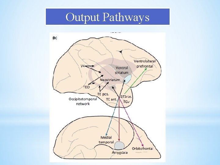 Output Pathways Output Pathways