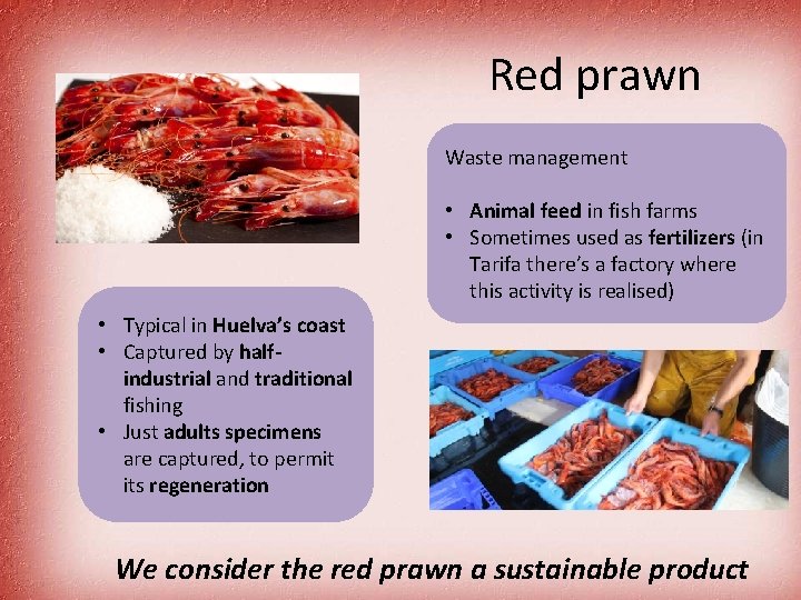 Red prawn Waste management • Animal feed in fish farms • Sometimes used as