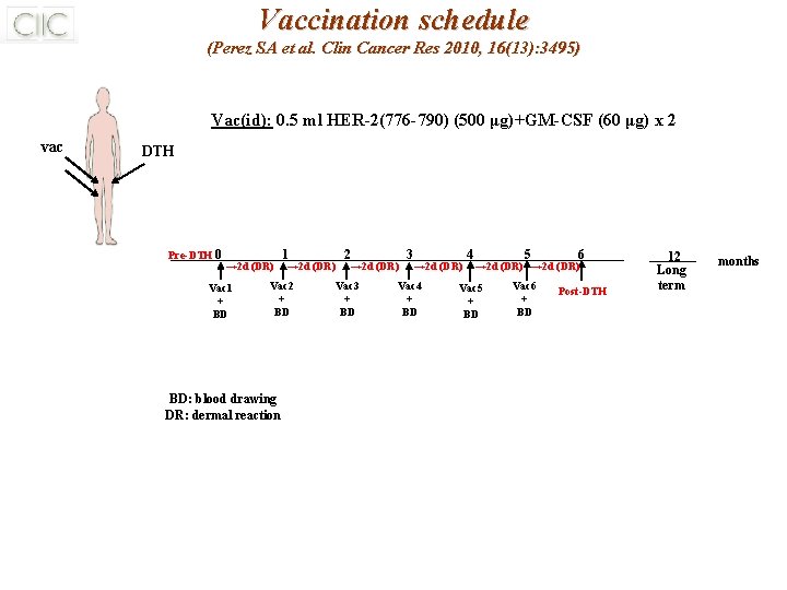 Vaccination schedule (Perez SA et al. Clin Cancer Res 2010, 16(13): 3495) Vac(id): 0.