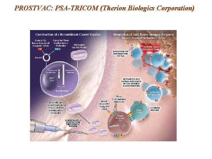 PROSTVAC: PSA-TRICOM (Therion Biologics Corporation) 