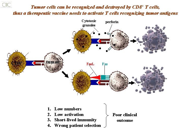 Tumor cells can be recognized and destroyed by CD 8+ T cells, thus a