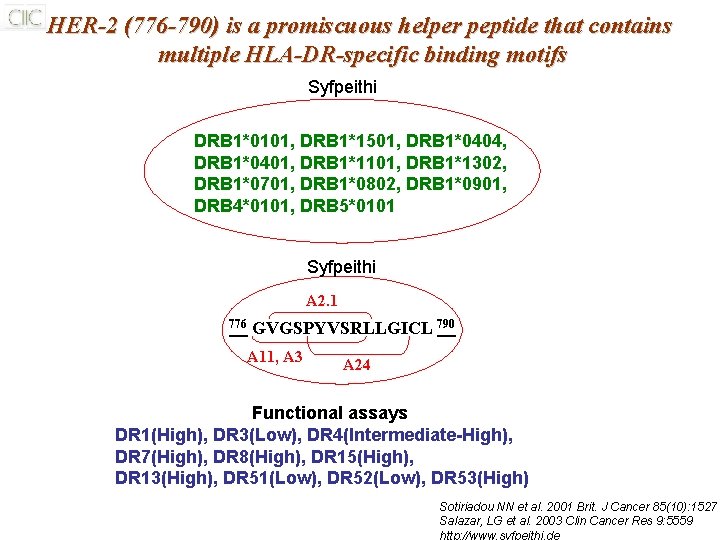 HER-2 (776 -790) is a promiscuous helper peptide that contains multiple HLA-DR-specific binding motifs