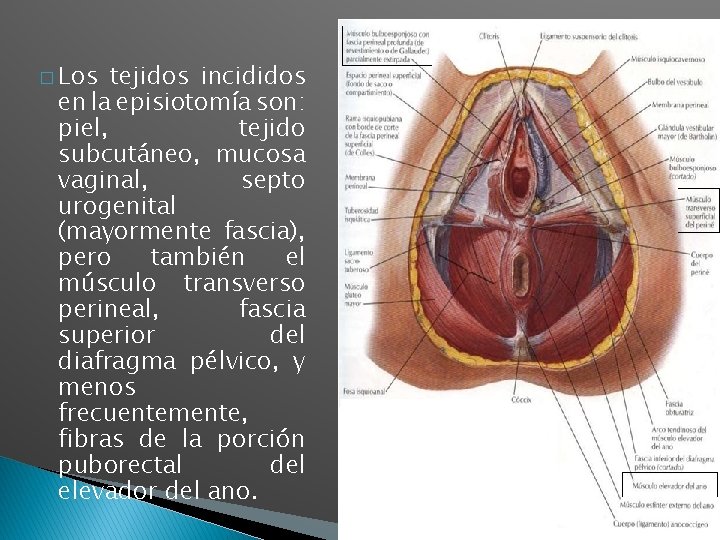 � Los tejidos incididos en la episiotomía son: piel, tejido subcutáneo, mucosa vaginal, septo