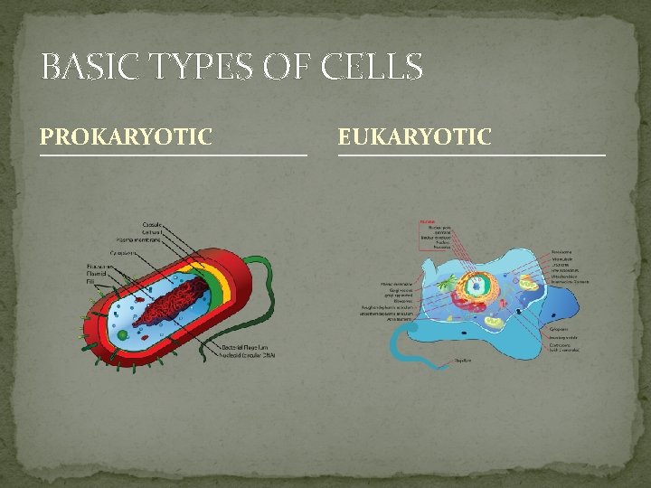 BASIC TYPES OF CELLS PROKARYOTIC EUKARYOTIC 