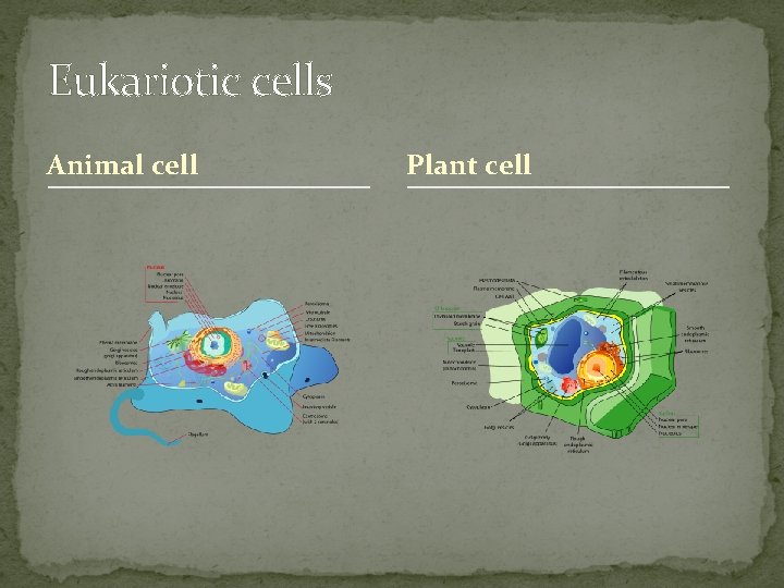 Eukariotic cells Animal cell Plant cell 