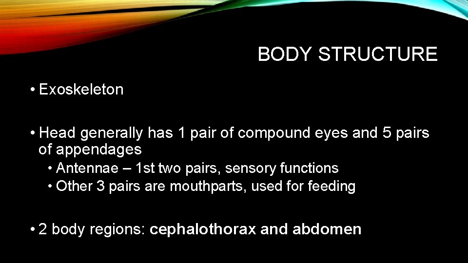 BODY STRUCTURE • Exoskeleton • Head generally has 1 pair of compound eyes and