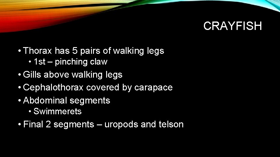 CRAYFISH • Thorax has 5 pairs of walking legs • 1 st – pinching