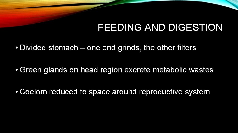FEEDING AND DIGESTION • Divided stomach – one end grinds, the other filters •
