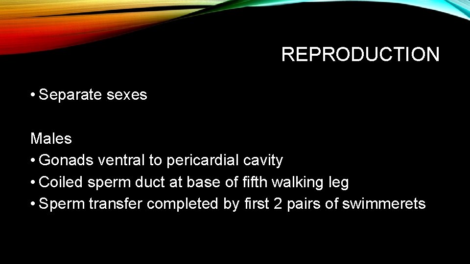 REPRODUCTION • Separate sexes Males • Gonads ventral to pericardial cavity • Coiled sperm