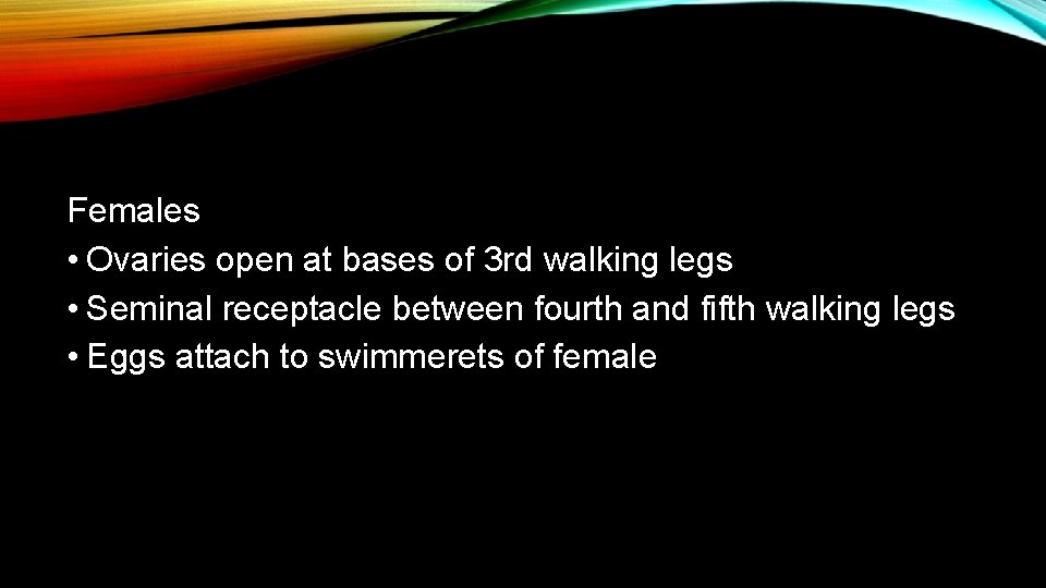 Females • Ovaries open at bases of 3 rd walking legs • Seminal receptacle
