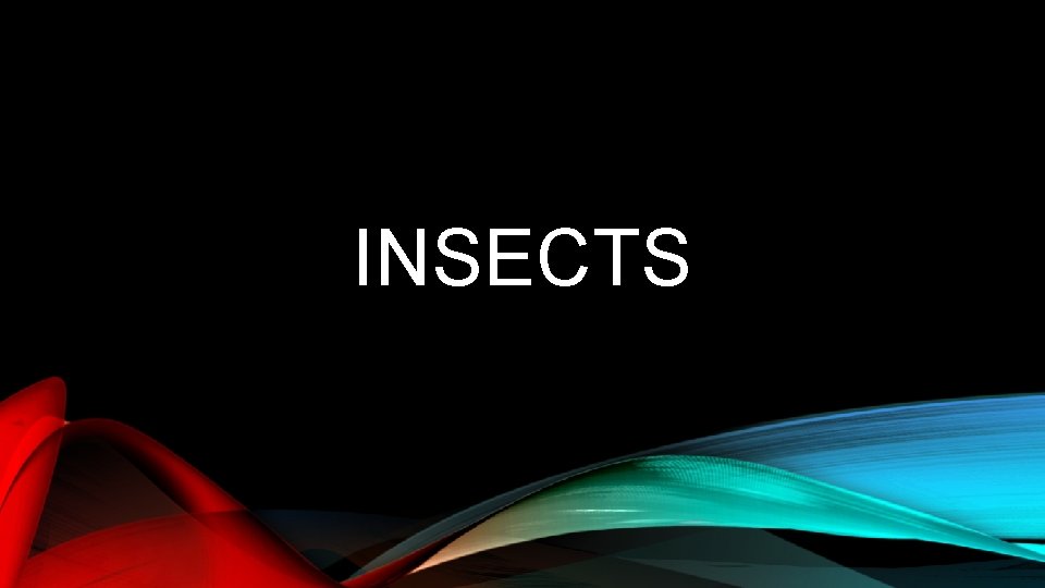 INSECTS 