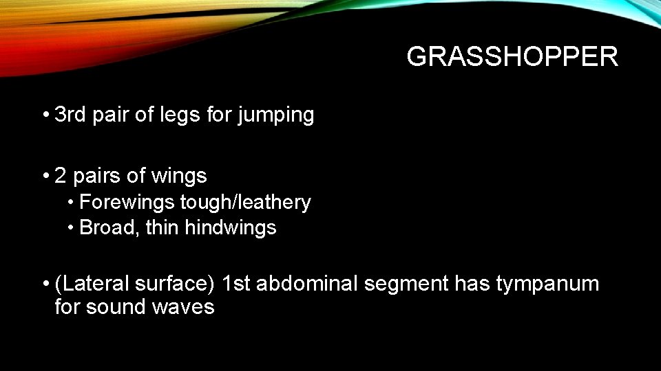 GRASSHOPPER • 3 rd pair of legs for jumping • 2 pairs of wings