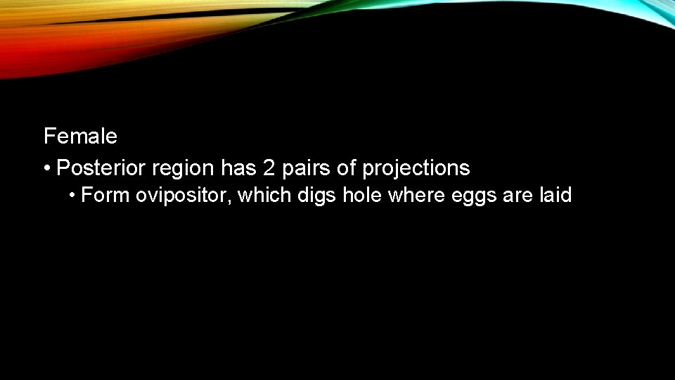 Female • Posterior region has 2 pairs of projections • Form ovipositor, which digs