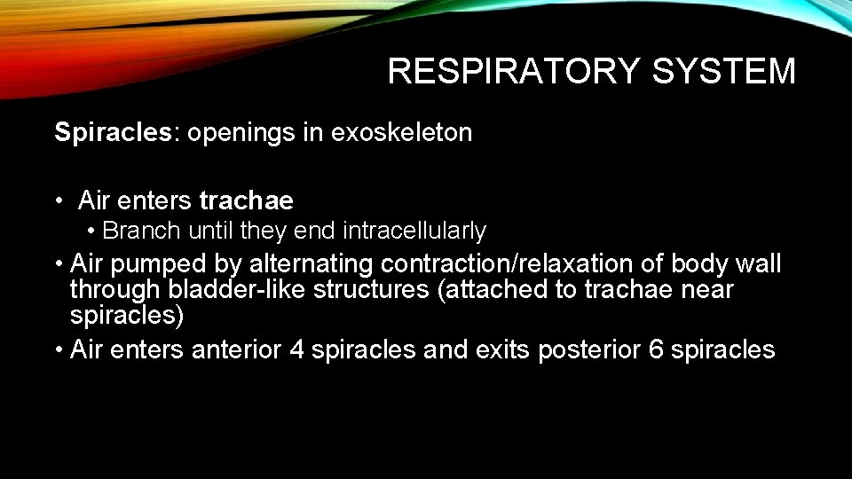 RESPIRATORY SYSTEM Spiracles: openings in exoskeleton • Air enters trachae • Branch until they