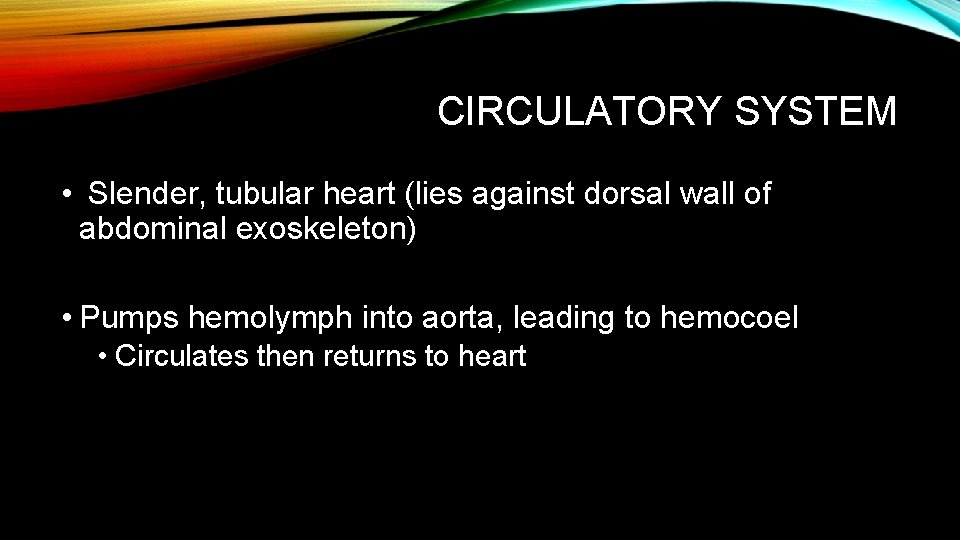 CIRCULATORY SYSTEM • Slender, tubular heart (lies against dorsal wall of abdominal exoskeleton) •