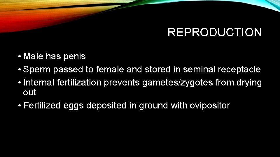 REPRODUCTION • Male has penis • Sperm passed to female and stored in seminal