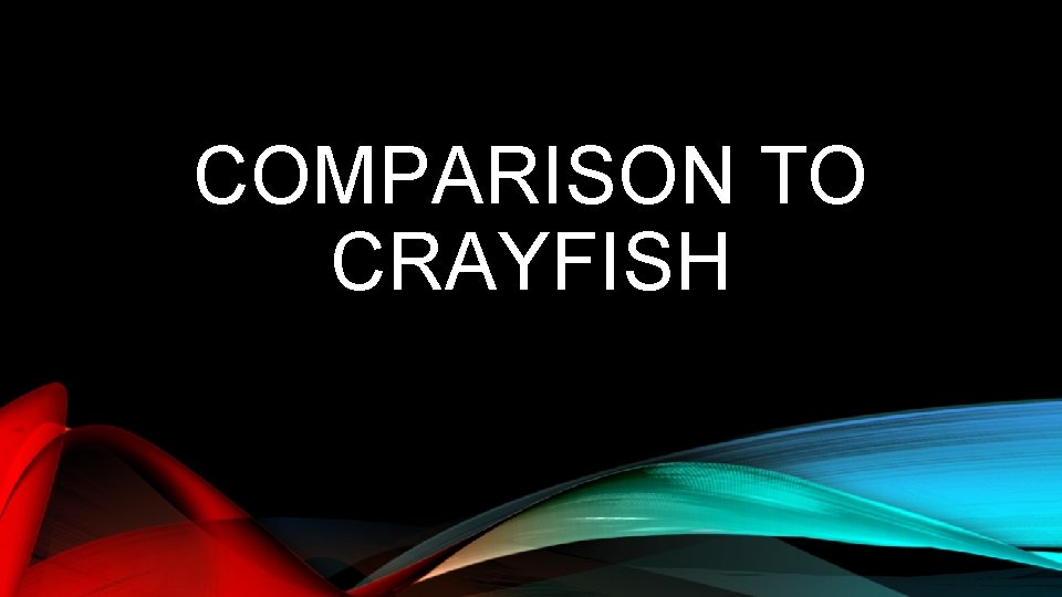 COMPARISON TO CRAYFISH 