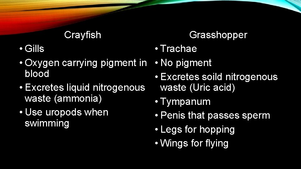 Crayfish Grasshopper • Gills • Trachae • Oxygen carrying pigment in • No pigment