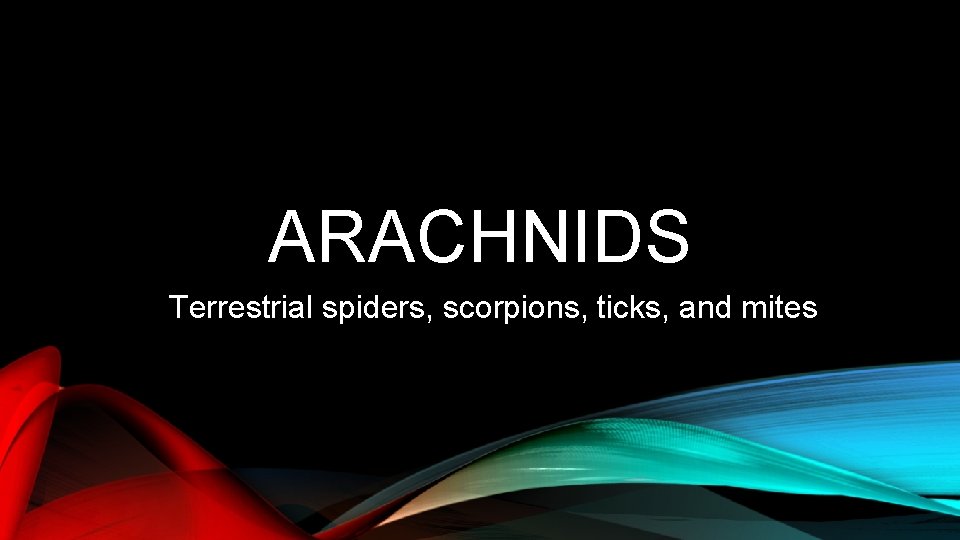 ARACHNIDS Terrestrial spiders, scorpions, ticks, and mites 