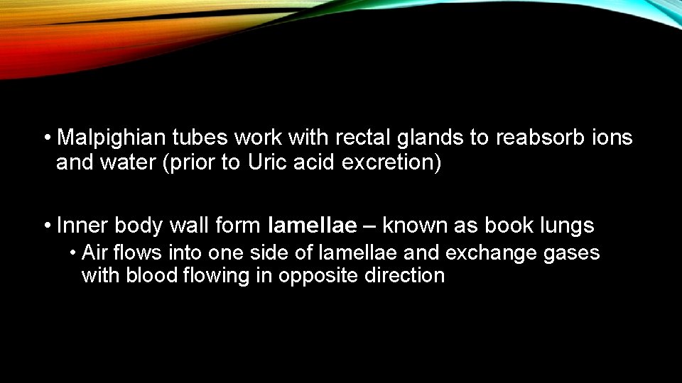  • Malpighian tubes work with rectal glands to reabsorb ions and water (prior