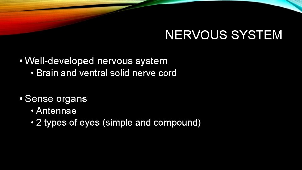 NERVOUS SYSTEM • Well-developed nervous system • Brain and ventral solid nerve cord •