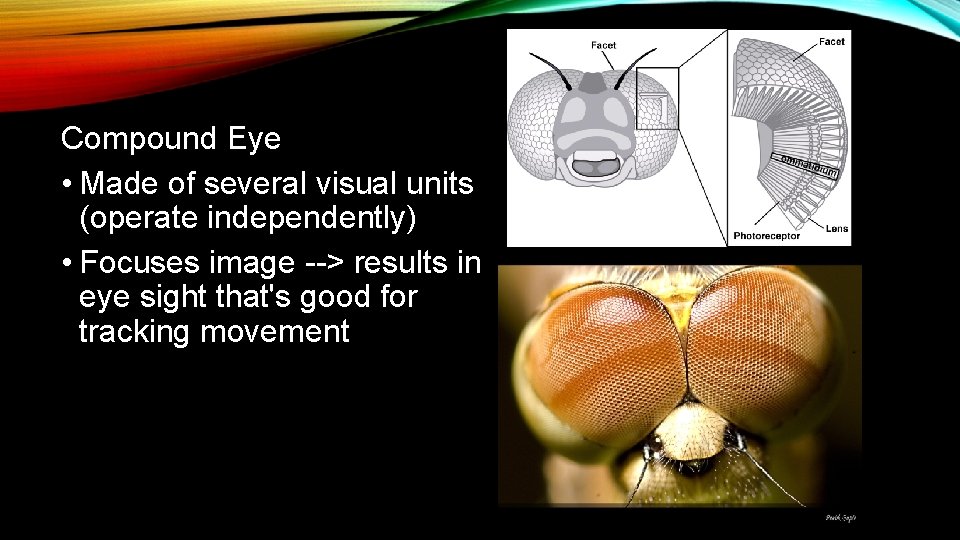 Compound Eye • Made of several visual units (operate independently) • Focuses image -->