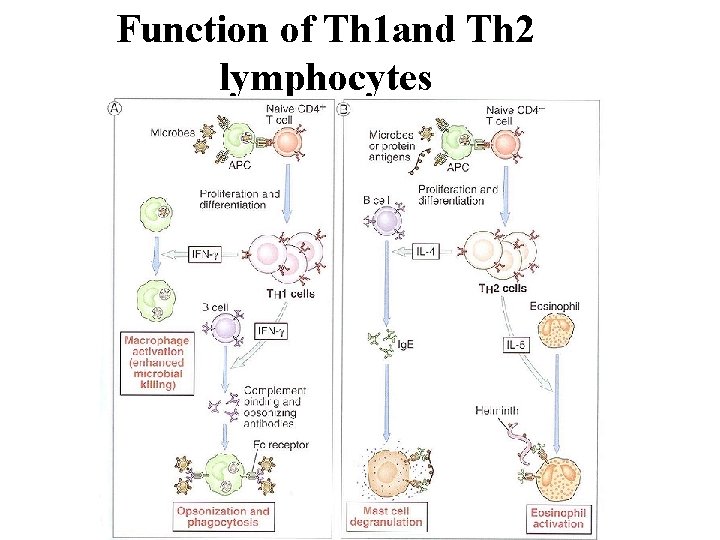 Function of Th 1 and Th 2 lymphocytes 