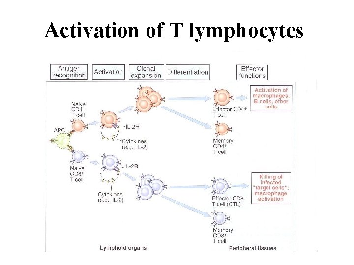 Activation of T lymphocytes 