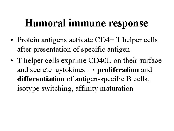 Humoral immune response • Protein antigens activate CD 4+ T helper cells after presentation