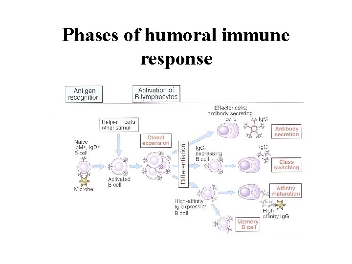 Phases of humoral immune response 